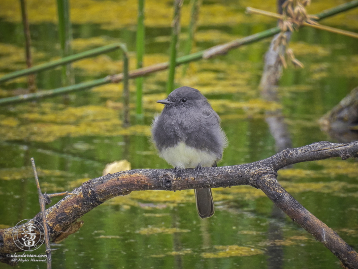 Black Phoebe (sayornis nigricans) searching surroundings from a perch that overlooks a pond.