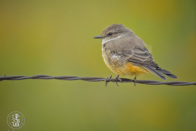 Vermillion Flycatcher On Barbed-Wire Female Vermilion Flycatcher(Pyrocephalus rubinus) perched on a strand of barbed-wire as it surveys the immediate area for its next meal.