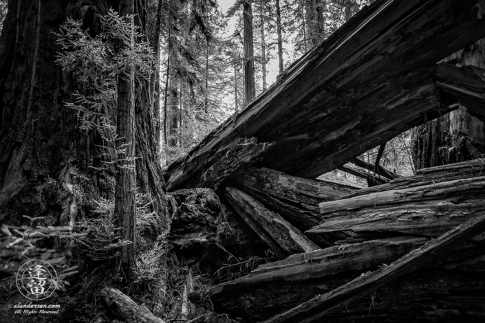 Massive trunk of fallen Redwood tree at Jedediah Smith Redwood State Park in Northern California.
