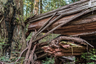 Fallen Redwood 2 Split and twisted trunk of fallen Redwood tree at Jedediah Smith Redwood State Park in Northern California.