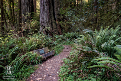 Bench And Ferns Bench amongst ferns on Leiffer Loop Trail at Jedediah Smith Redwood State Park in Northern California.