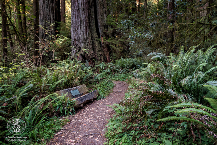 Bench amongst ferns on Leiffer Loop Trail at Jedediah Smith Redwood State Park in Northern California.