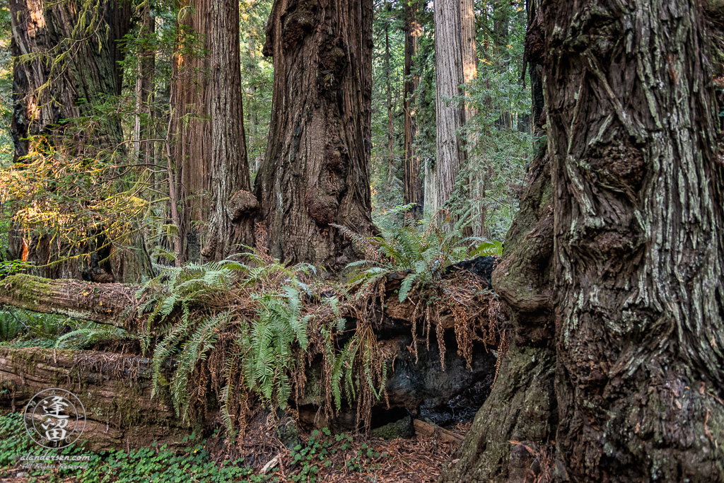 Ferns growing on trunk of fallen Redwood tree at Jedediah Smith Redwood State Park in Northern California.