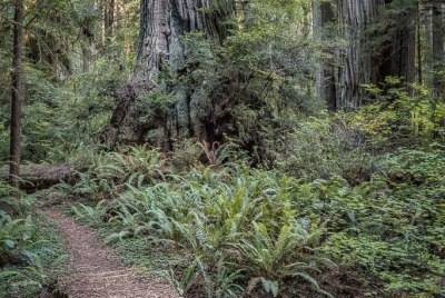 Boardwalk On Leiffer Loop Trail 1 Boardwalk across gully on Leiffer Loop Trail at Jedediah Smith Redwood State Park in Northern California.