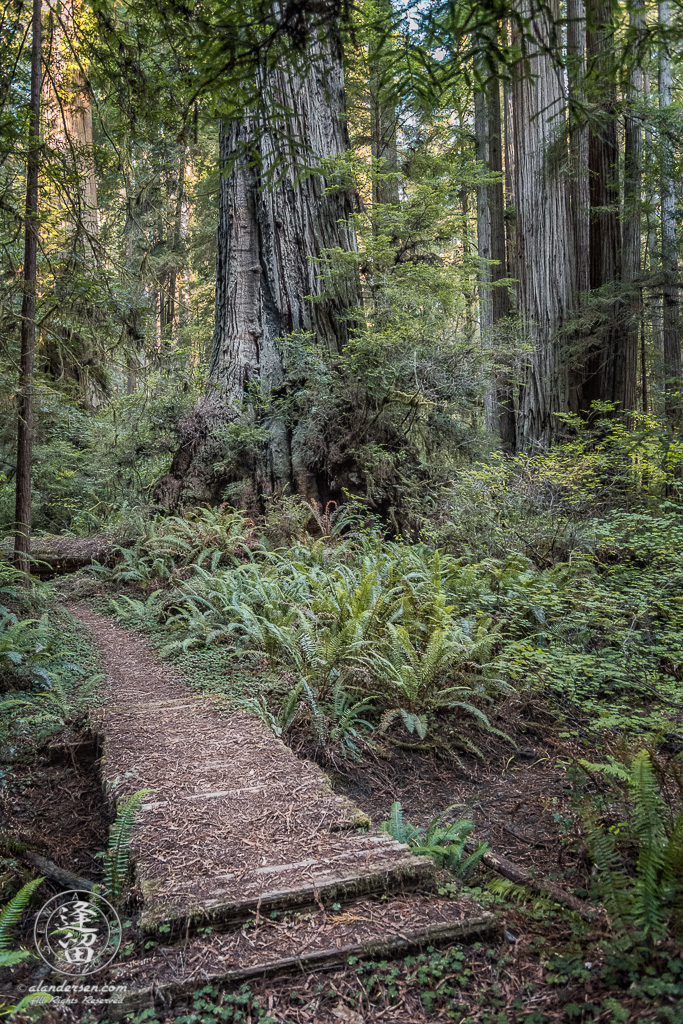 A boardwalk provides dry safe access across a gully on the Leiffer Loop Trail at Jedediah Smith Redwood State Park, part of the Redwood National And State Parks, near Crescent City in Northern California.
