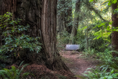 Bench On Leiffer Loop Trail Secluded bench off Leiffer Loop Trail at Jedediah Smith Redwood State Park in Northern California.