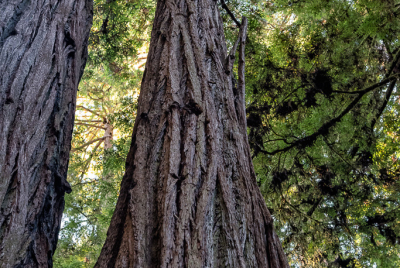 Cojoined Redwoods Dizzy view looking up two cojoined Redwood tree trunks at Jedediah Smith Redwood State Park in Northern California.