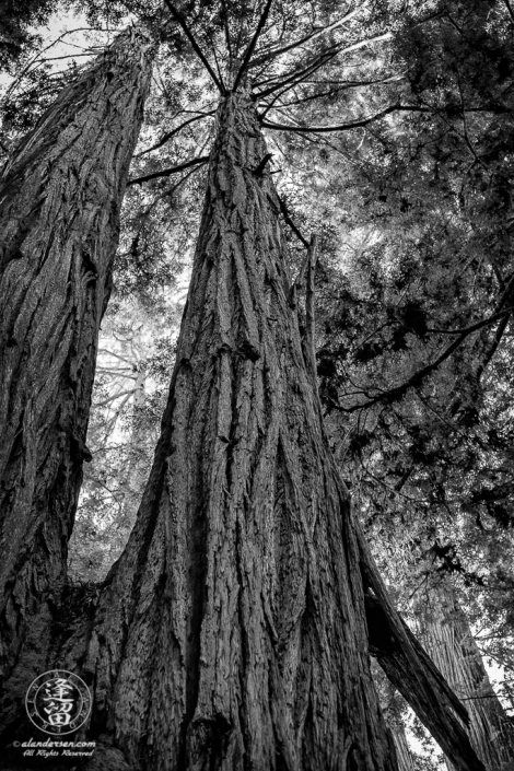 Dizzy view looking up two cojoined Redwood tree trunks at Jedediah Smith Redwood State Park in Northern California.