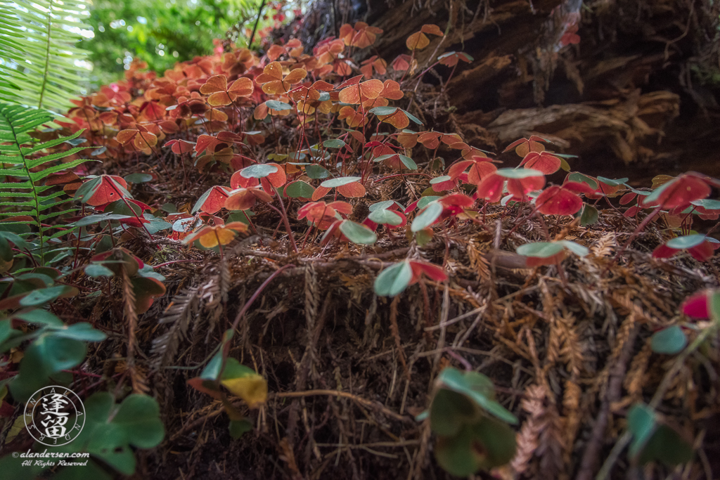 Redwood Sorrel (Oxalis oregana), moss, and ferns growing on a fallen Redwood log.