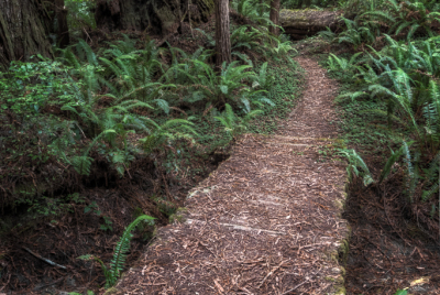 Boardwalk On Leiffer Loop Trail 2 Boardwalk across gully on Leiffer Loop Trail at Jedediah Smith Redwood State Park in Northern California.