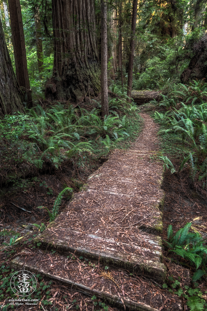 Boardwalk across gully on Leiffer Loop Trail at Jedediah Smith Redwood State Park in Northern California.