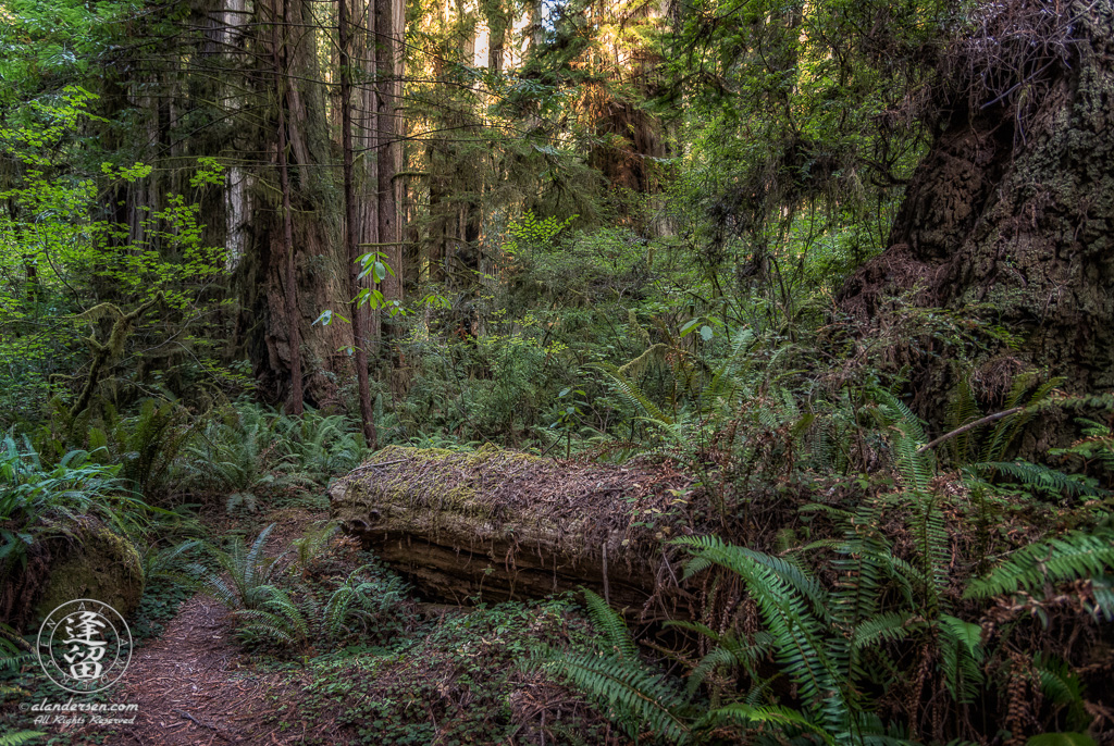 The Leiffer Trail is a short easy hike that takes you through magnificent old growth Redwood forest at Jedediah Smith Redwood State Park, part of the Redwood National And State Parks, near Crescent City in Northern California.