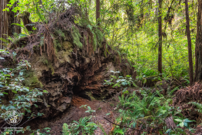 Redwood Roots Roots of a fallen Redwood tree on Leiffer Loop Trail at Jedediah Smith Redwood State Park in Northern California.