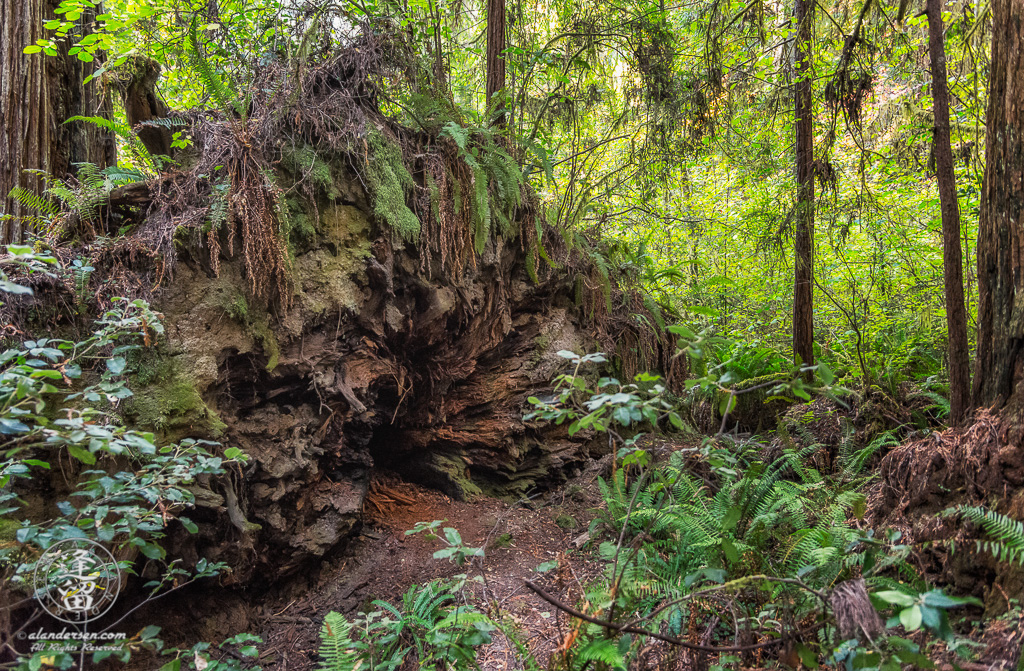 The roots of a fallen Redwood tree on the Leiffer Loop Trail at Jedediah Smith Redwood State Park, part of the Redwood National And State Parks, near Crescent City in Northern California.