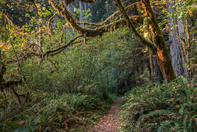 Leaves On Leiffer Trail Autumn leaves on Leiffer Loop Trail at Jedediah Smith Redwood State Park in Northern California.