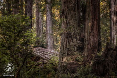 Old Growth Redwood Forest Old growth Redwood forest along Leiffer Loop Trail at Jedediah Smith Redwood State Park in Northern California.