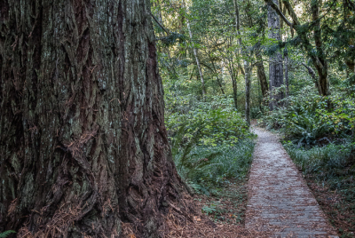 Boardwalk On Leiffer Loop Trail 3 A boardwalk provides dry safe access across a gully on the Leiffer Loop Trail at Jedediah Smith Redwood State Park, part of the Redwood National And State Parks, near Crescent City in Northern California.