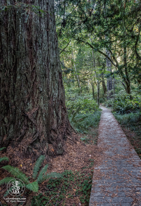 A boardwalk provides dry safe access across a gully on the Leiffer Loop Trail at Jedediah Smith Redwood State Park, part of the Redwood National And State Parks, near Crescent City in Northern California.