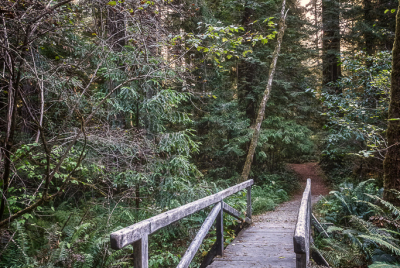Bridge On Leiffer Loop Trail 1 Small wooden bridge across creek on Leiffer Loop Trail at Jedediah Smith Redwood State Park in Northern California.