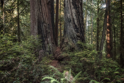 Redwoods And Ferns Clump of ferns growing before two tall redwood tree trunks at Jedediah Smith Redwood State Park in Northern California.