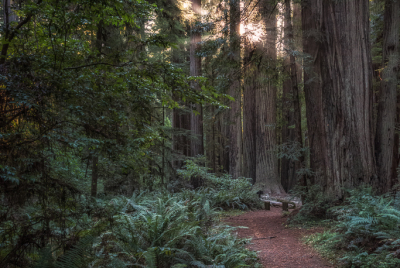 Morning Sun On Leiffer Trail Morning sunbeams shine through tree trunks at Jedediah Smith Redwood State Park in Northern California.