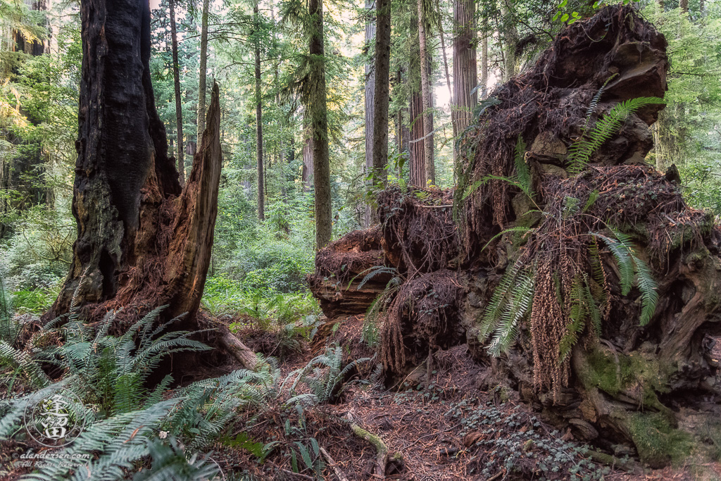 Exposed roots of a fallen Redwood tree Leiffer Loop Trail at Jedediah Smith Redwood State Park near Crescent City in Northern California.
