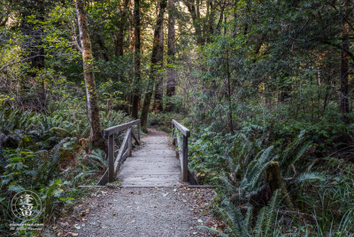 Bridge On Leiffer Trail 2 A small wooden provides dry safe access across a creek on the Leiffer Loop Trail at Jedediah Smith Redwood State Park, part of the Redwood National And State Parks, near Crescent City in Northern California.