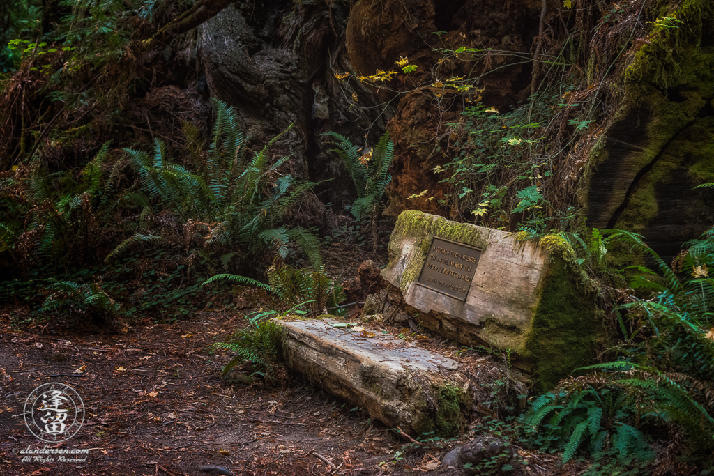 Rustic log bench on Leiffer Loop Trail at Jedediah Smith Redwood State Park in Northern California.