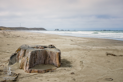 Redwood Stump On Kellog Beach A stump from a Redwood tree on Kellog Beach north of Crescent City in Northern California.