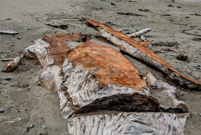 Redwood Buried In Kellog Beach Portion of large Redwood tree buried in sand at Kellog Beach just North of Crescent City in Northern California.
