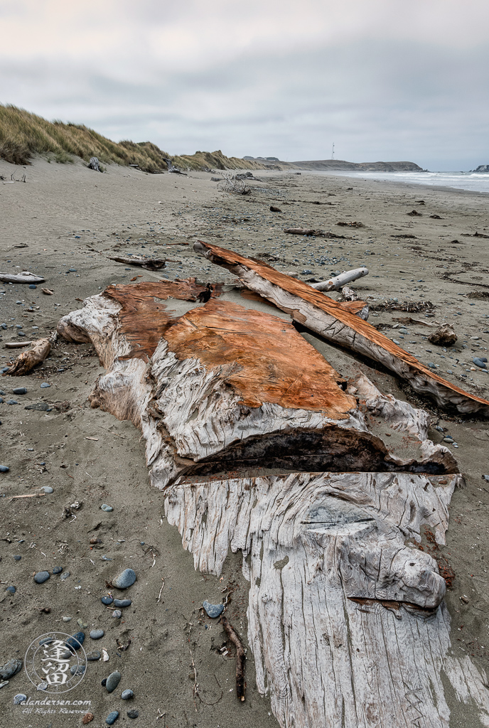 A portion of a large Redwood tree, buried in the sand at Kellog Beach, part of the Point St George Heritage Area just North of Crescent City in Northern California.