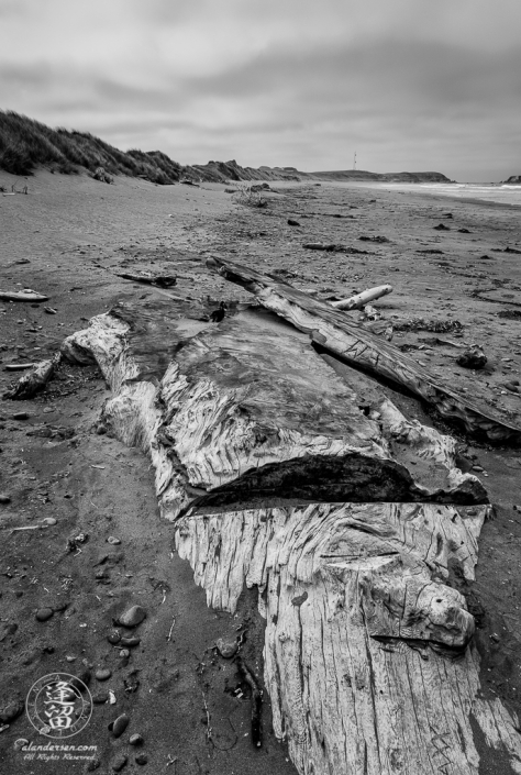 Portion of large Redwood tree buried in sand at Kellog Beach just North of Crescent City in Northern California.