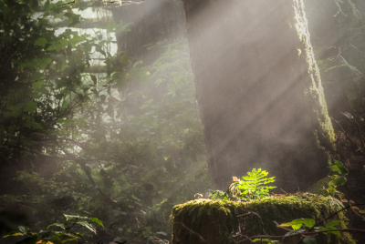 Fern In Sunlight On Redwood Stump Sunbeams fall on solitary fern growing on redwood stump at Del Norte Coast Redwoods State Park in Northern California.