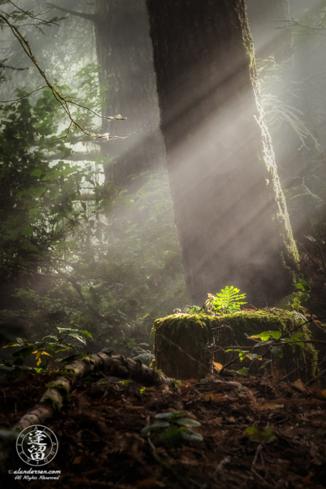 Sunbeams fall on solitary fern growing on redwood stump at Del Norte Coast Redwoods State Park in Northern California.