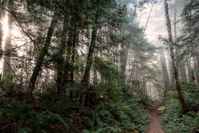 Mist On Last Chance Coastal Trail Morning coastal mist blankets the tops of the trees at Del Norte Coast Redwoods State Park in Northern California.