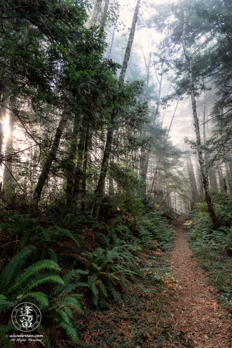 Morning coastal mist blankets the tops of the trees at Del Norte Coast Redwoods State Park in Northern California.