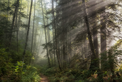 Mist On Last Chance Coastal Trail 3 Morning coastal mist drifting through alder and redwood trees at Del Norte Coast Redwoods State Park in Northern California.