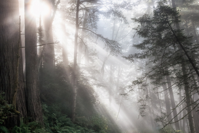 Mist On Last Chance Coastal Trail 4 Morning coastal mist drifting through alder and redwood trees at Del Norte Coast Redwoods State Park in Northern California.