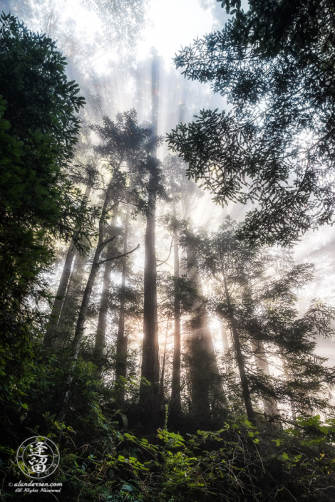 Morning coastal mist drifting through alder and redwood trees at Del Norte Coast Redwoods State Park in Northern California.