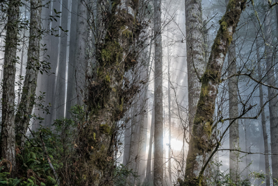 Alders On Last Chance Coastal Trail 2 Sunrays and coastal mist in Alder at Del Norte Coast Redwoods State Park in Northern California.