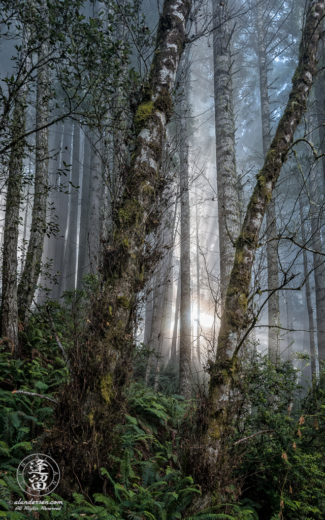 Sunrays and coastal mist in Alder at Del Norte Coast Redwoods State Park in Northern California.