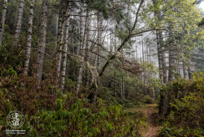 Alders On Last Chance Coastal Trail Alder trees blanketed with morning coastal mist at Del Norte Coast Redwoods State Park in Northern California.