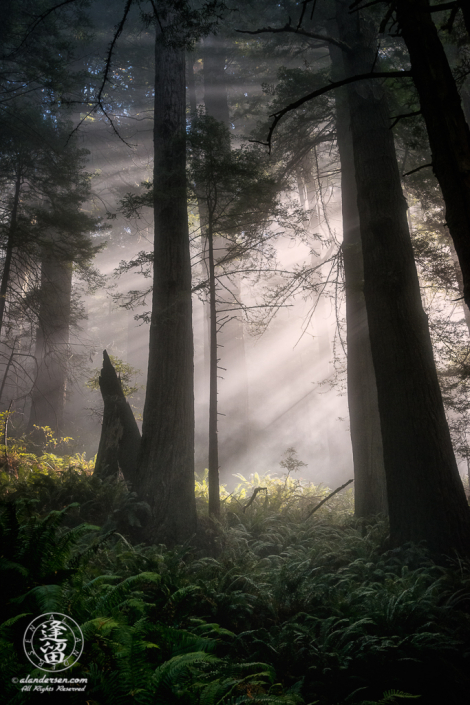 Morning coastal mist drifting through the redwood trees at Del Norte Coast Redwoods State Park in Northern California.