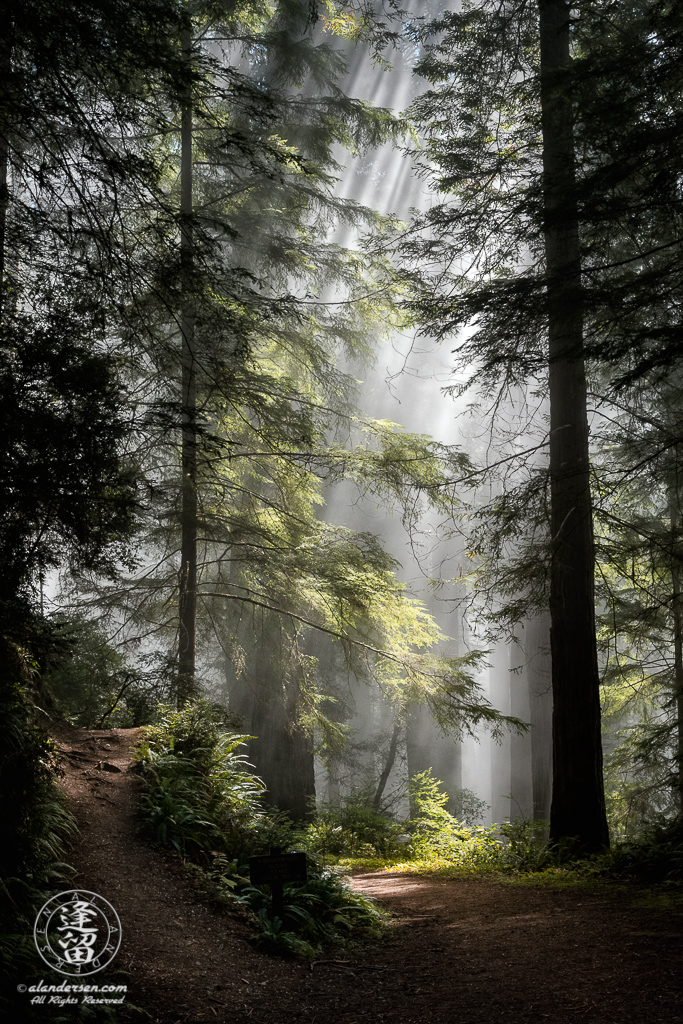Coastal mist envelopes redwood trees at Del Norte Coast Redwoods State Park in Northern California.