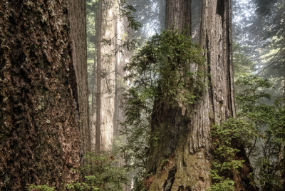 Doorway To The Woh-Woh-Nau Old coastal redwood in its final years at Del Norte Coast Redwoods State Park in Northern California.