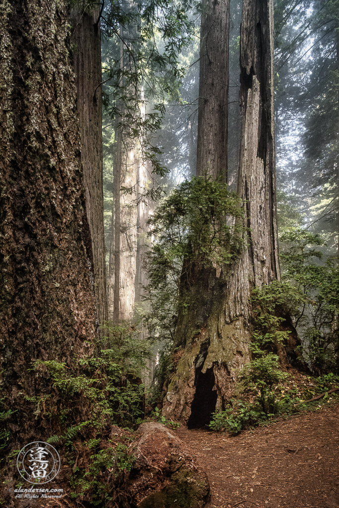 Old coastal redwood in its final years at Del Norte Coast Redwoods State Park in Northern California.