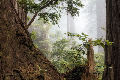 New Growth At Last Chance New growth springs from remants of old redwood giant at Del Norte Coast Redwoods State Park in Northern California.