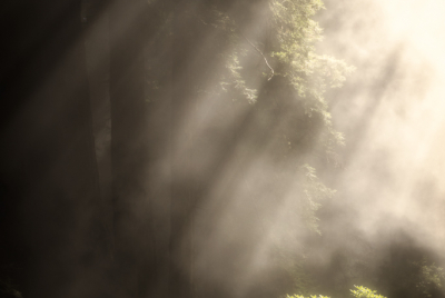 Redwoods In The Mist 2 Coastal mist envelopes redwood trees at Del Norte Coast Redwoods State Park in Northern California.
