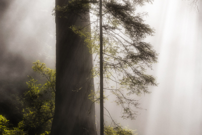 Redwoods In The Mist Coastal mist envelopes redwood trees at Del Norte Coast Redwoods State Park in Northern California.
