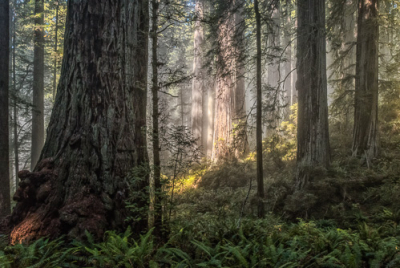 Cover image for Al Andersen Photography's Redwood National and State Parks Gallery.